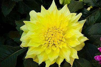 地牢探索游戏《Cuisineer》11月10日发售 支持中文